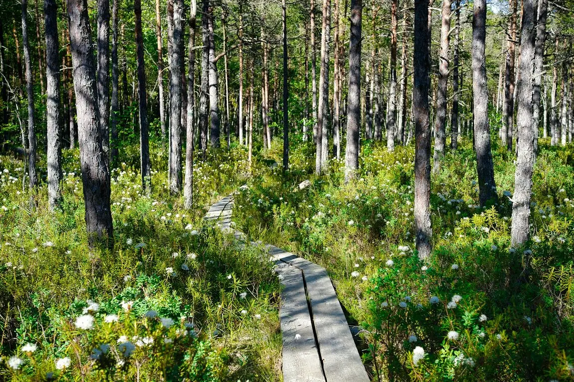 Ein wunderschöner Pfad in Estland der durch den Wald führt.