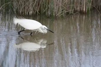 Der Naturpark S'Albufera ist ein wahres Juwel auf Mallorca und ein Muss für Naturliebhaber und Vogelbeobachter.